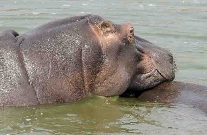 Hipopótamo - parque nacional Queen Elizabeth - Uganda 13.jpg